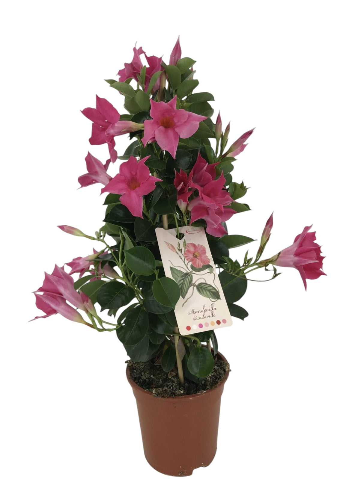 Livraison plante Dipladenia pyramide rose