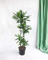 Livraison plante Dracaena Cintho