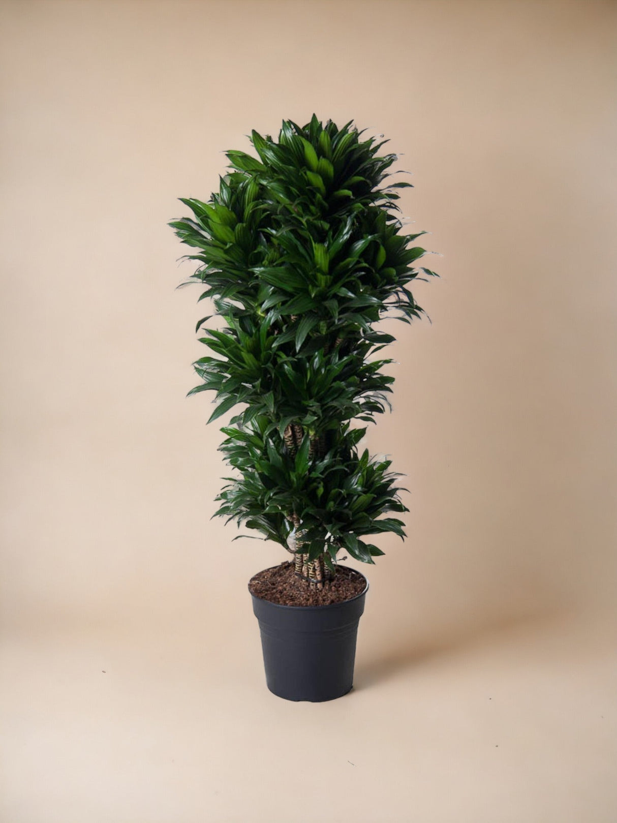 Livraison plante Dracaena Compacta