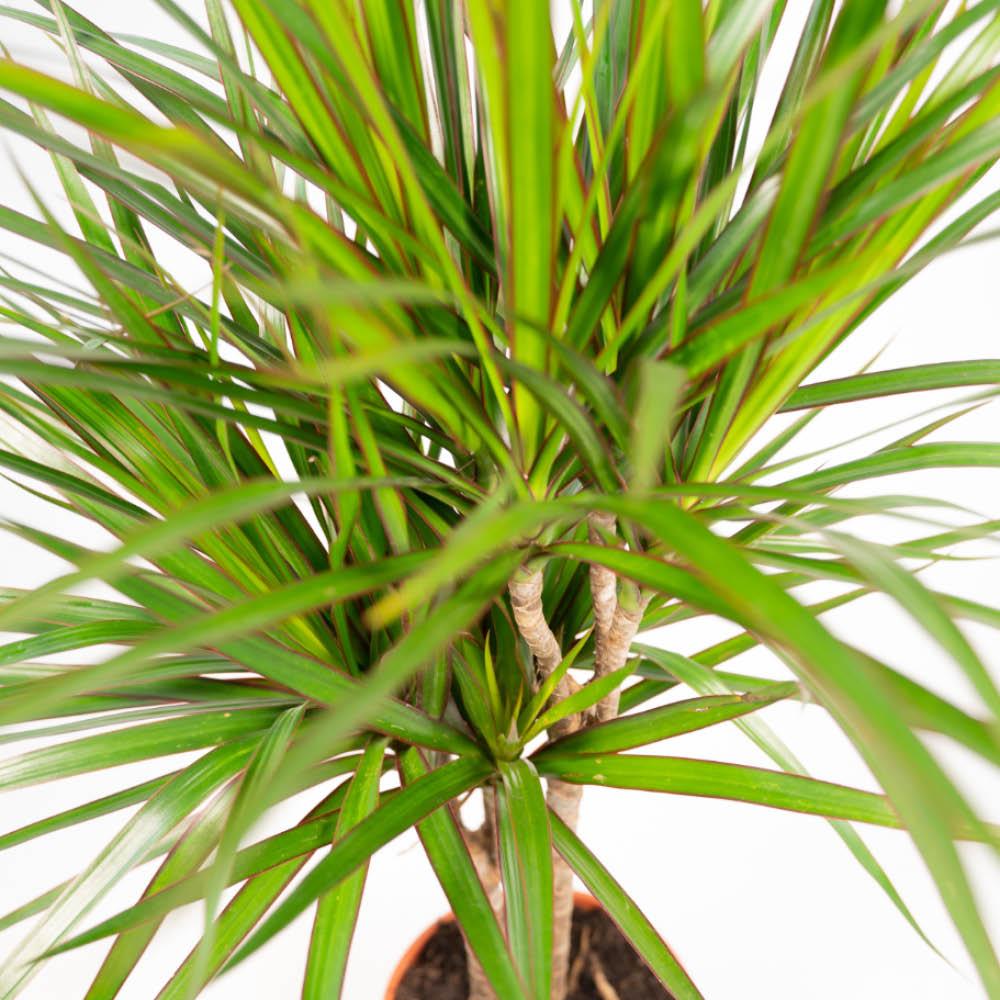 Livraison plante Dracaena duo de plantes h120cm