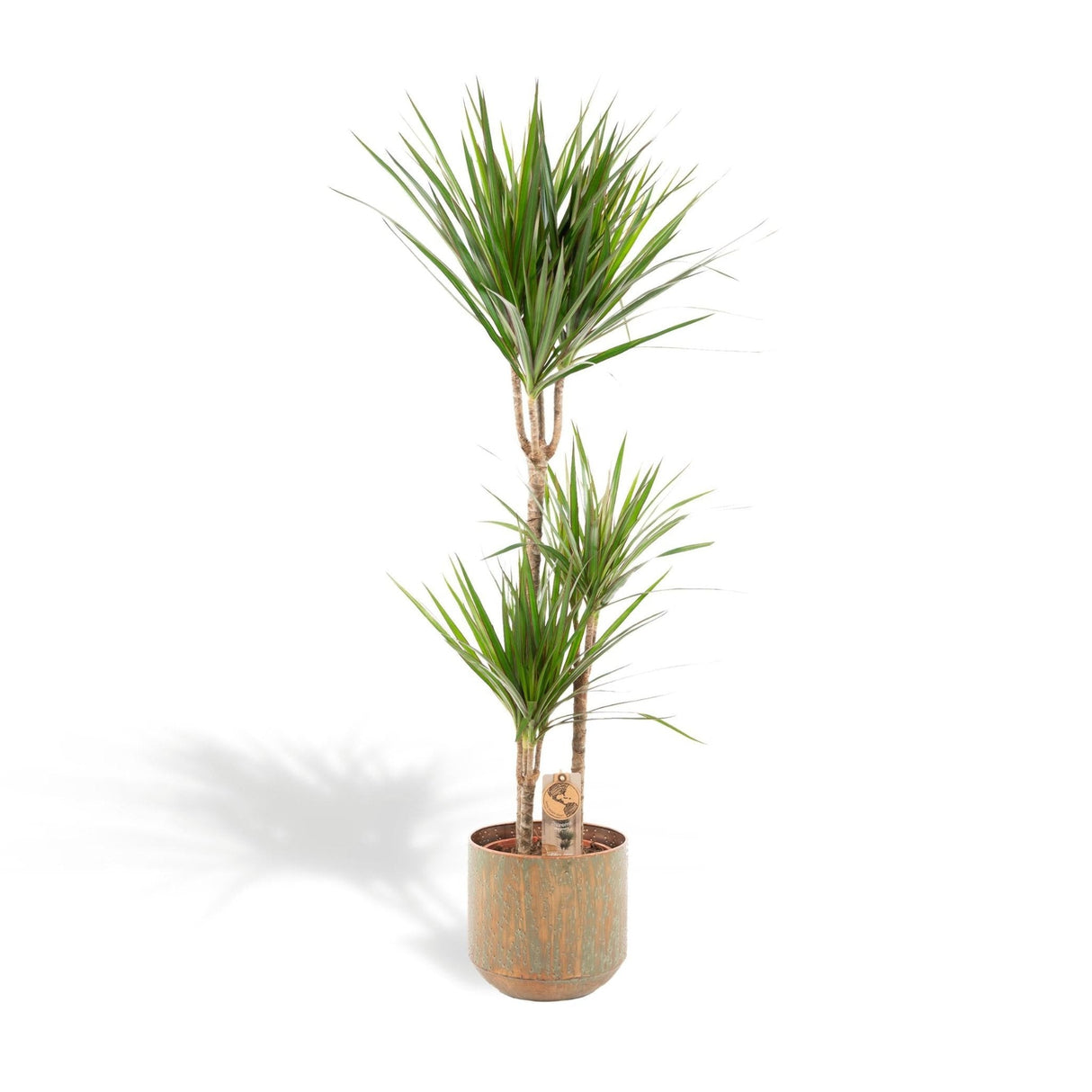 Livraison plante Dracaena et son cache h120cm