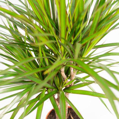 Livraison plante Dracaena et son cache h120cm