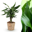 Livraison plante Dracaena fragrans et panier H50 cm