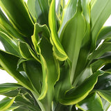 Livraison plante Dracaena fragrans Golden Coast