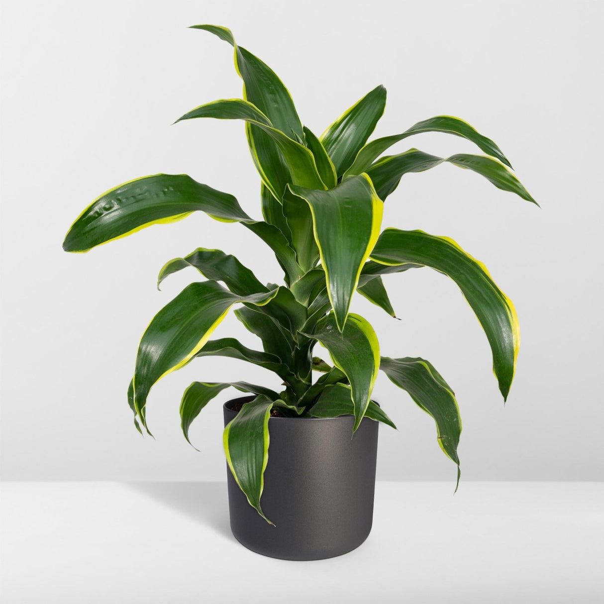 Livraison plante Dracaena 'Fragrans Groen Geel'