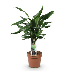 Livraison plante Dracaena fragrans Steudneri