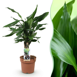 Livraison plante Dracaena fragrans Steudneri