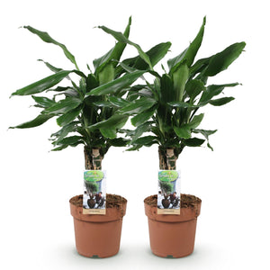 Livraison plante Dracaena fragrans Steudneri – Lot de 2 – Hauteur 50 - 55 cm