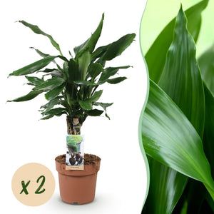 Livraison plante Dracaena fragrans Steudneri – Lot de 2 – Hauteur 50 - 55 cm