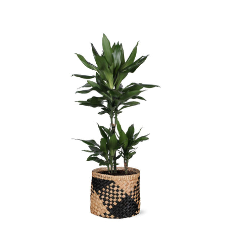 Livraison plante Dracaena Janet Lind et son pot