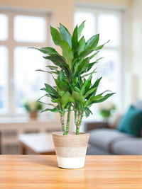 Dracaena Janet Lindt et son pot