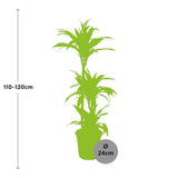 Livraison plante Dracaena 'Lemon Lime'