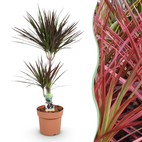 Livraison plante Dracaena Magenta