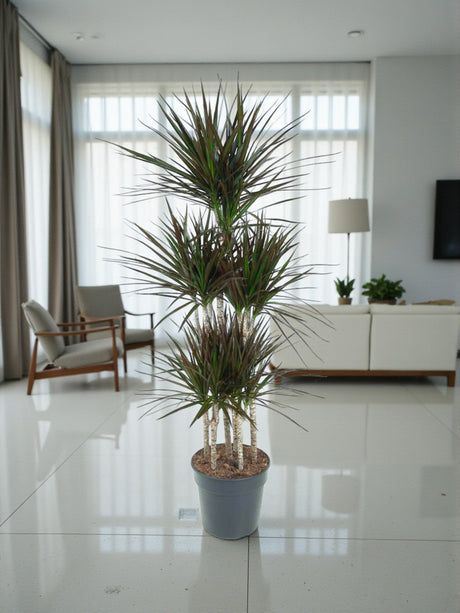 Livraison plante Dracaena Magenta Carrousel