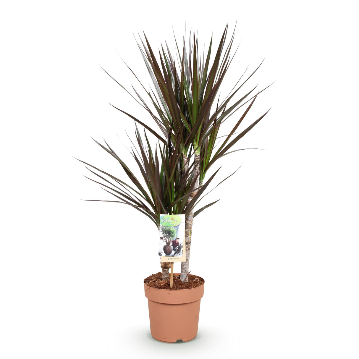 Livraison plante Dracaena Magenta – Lot de 1