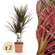 Livraison plante Dracaena Magenta – Lot de 2 – Pot 17 cm – Hauteur 70 - 80 cm