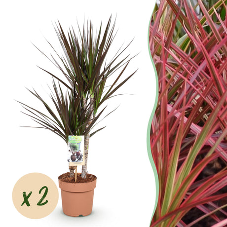 Livraison plante Dracaena Magenta – Lot de 2 – Pot 17 cm – Hauteur 70 - 80 cm
