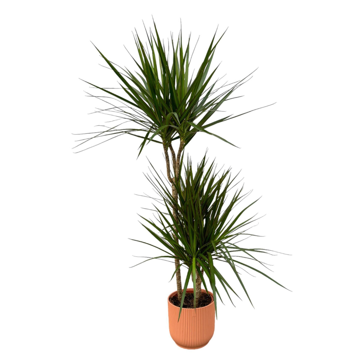 Livraison plante Dracaena Marginata