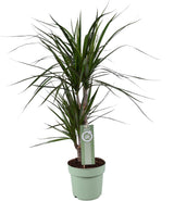 Livraison plante Dracaena Marginata