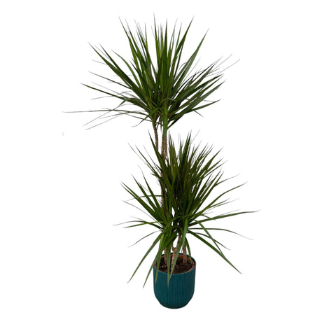 Livraison plante Dracaena Marginata