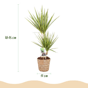 Livraison plante Dracaena Sunray et panier H75 cm