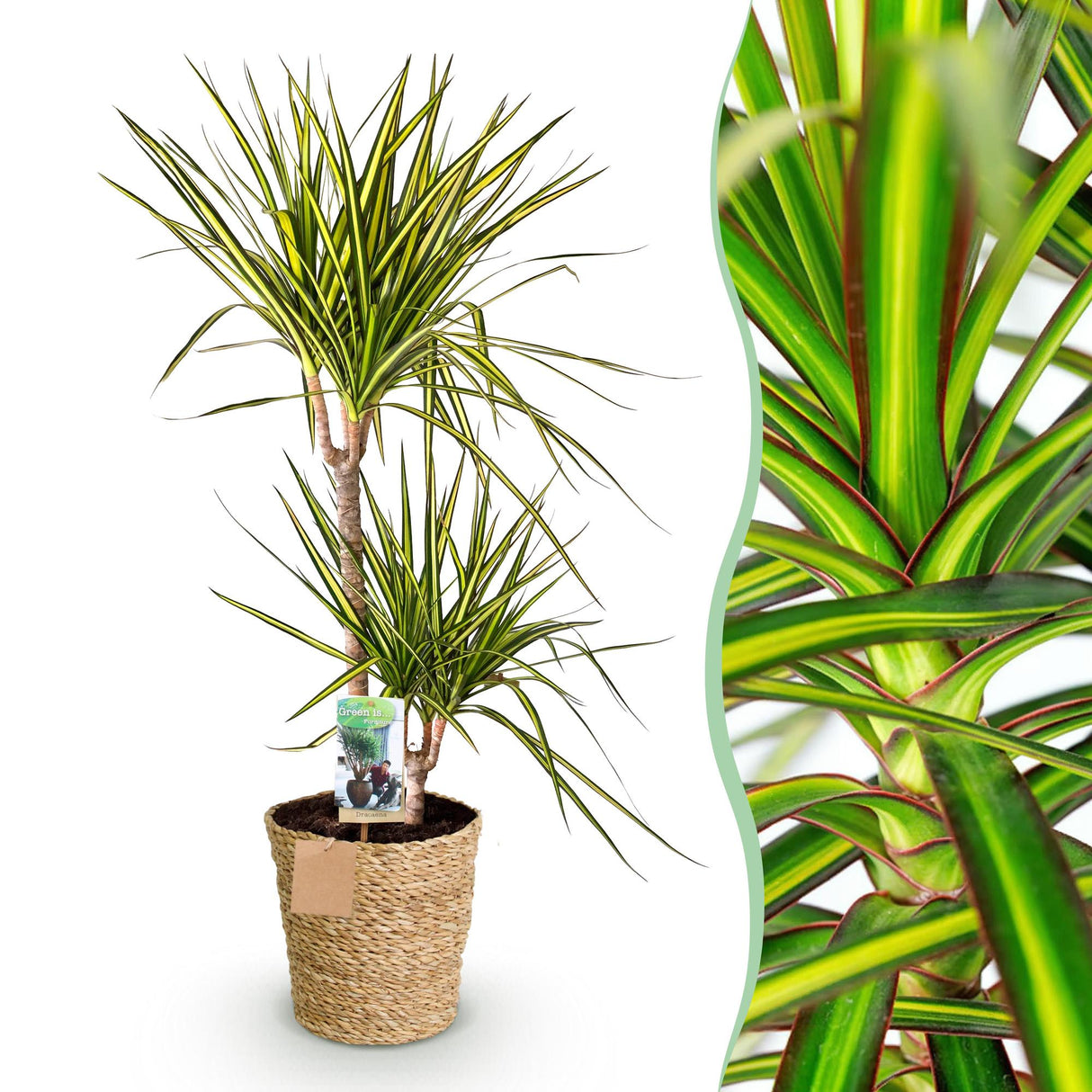 Livraison plante Dracaena Sunray et panier H95cm