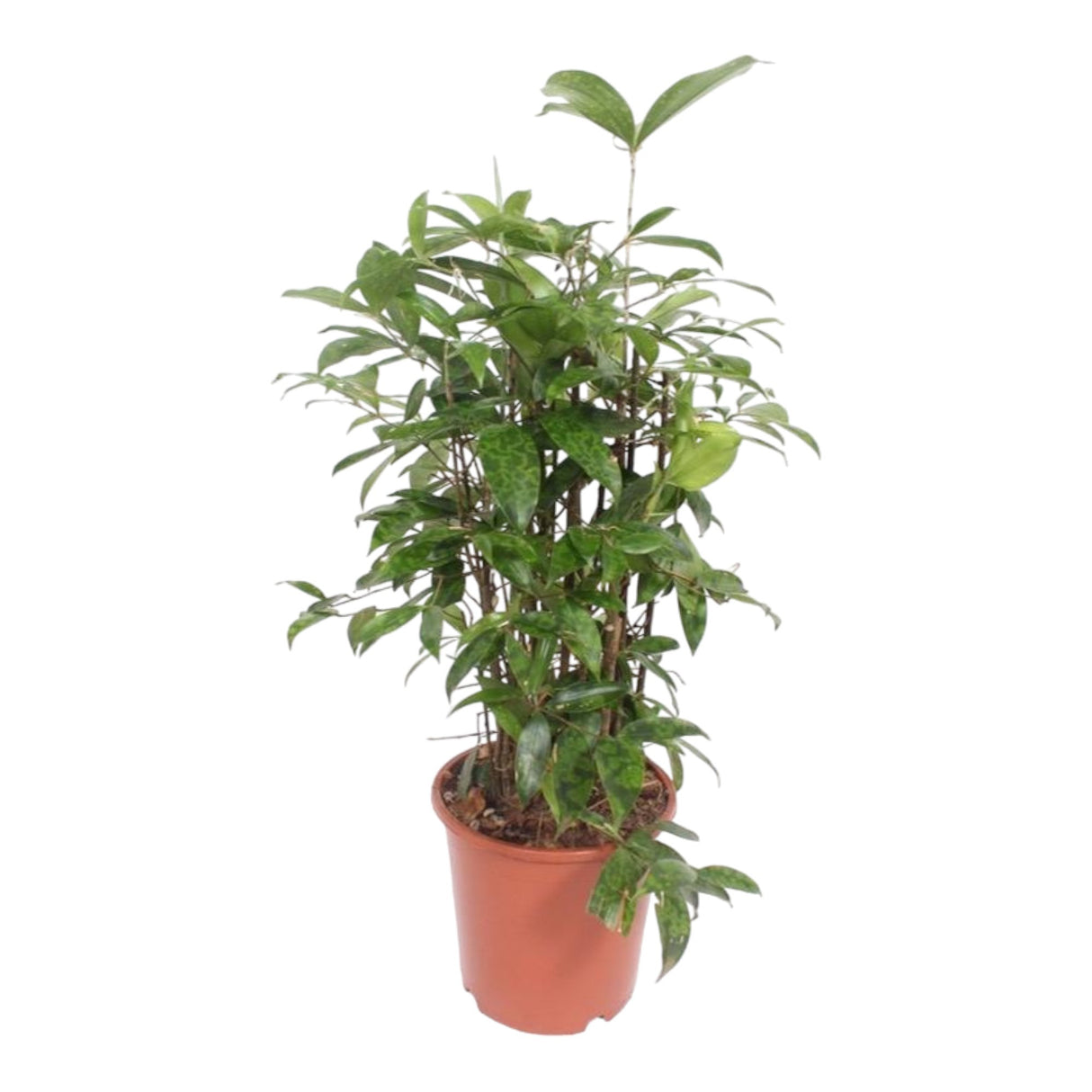 Livraison plante Dracaena 'Surculosa'