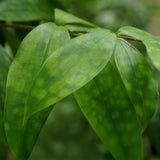 Livraison plante Dracaena surculosa et panier H65 cm