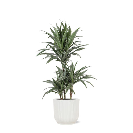 Livraison plante Dracaena Warneckii et son pot