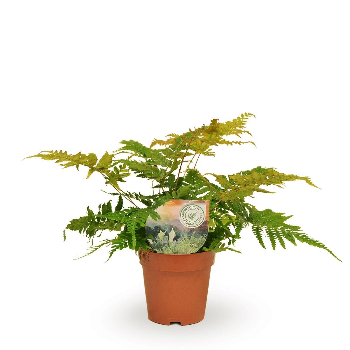 Livraison plante Dryopteris Erythrosora