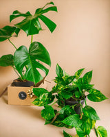 Livraison plante Duo de plantes star - Monstera & Pothos