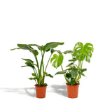 Livraison plante Duo Strelitzia Nicolai et Monstera
