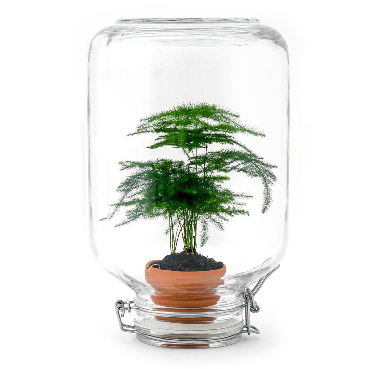 Livraison plante Easyplant - Baby plante sous verre