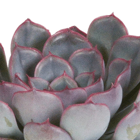 Livraison plante Echeveria, box de 3 plantes, h15cm