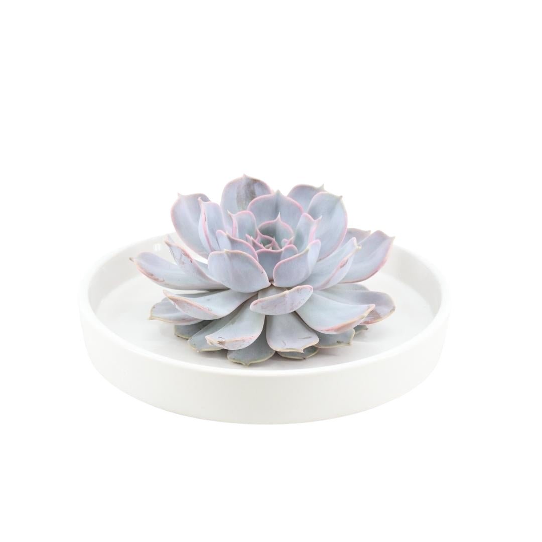 Livraison plante Echeveria Lilacina et son support blanc