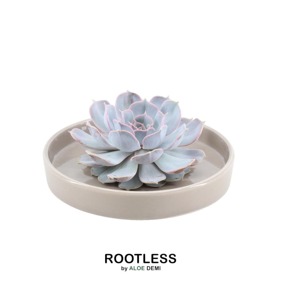 Livraison plante Echeveria Lilacina Sans Racines - Coupe Taupe