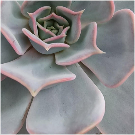 Livraison plante Echeveria Lilacina Sans Racines en Bol Céramique Rose