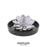 Livraison plante Echeveria Lilacina sans racines en coupelle noire (Ø20cm)