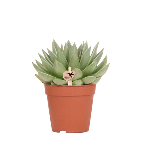 Livraison plante Echeveria Miranda h20cm - plante grasse d'intérieur