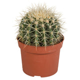 Livraison plante Echinocactus Grusonii - cactus d'intérieur