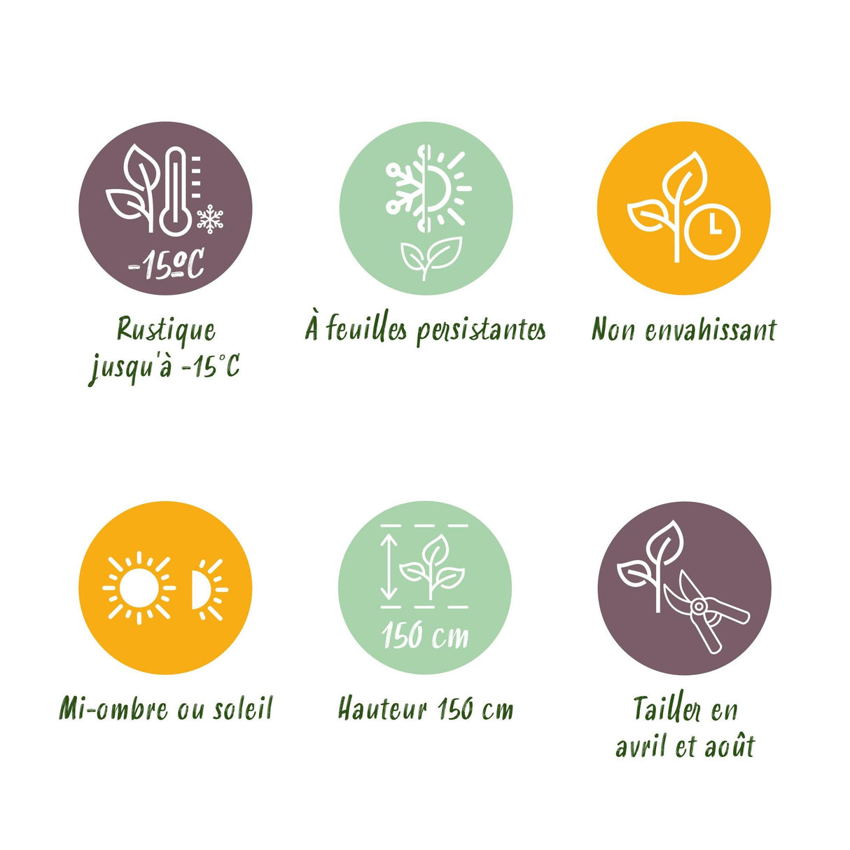 Livraison plante Elaeagnus ebbingei Compacta – Lot de 8 – Pot 9 cm