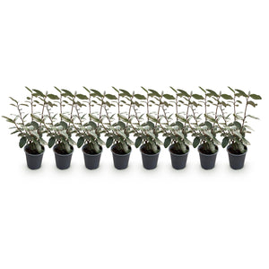 Livraison plante Elaeagnus ebbingei Compacta – Lot de 8 – Pot 9 cm
