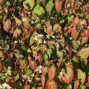 Livraison plante Epimedium niveum