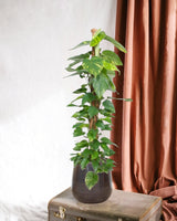 Livraison plante Epipremnum Aureum pothos