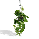 Livraison plante Epipremnum Aureum Scindapsus h25cm