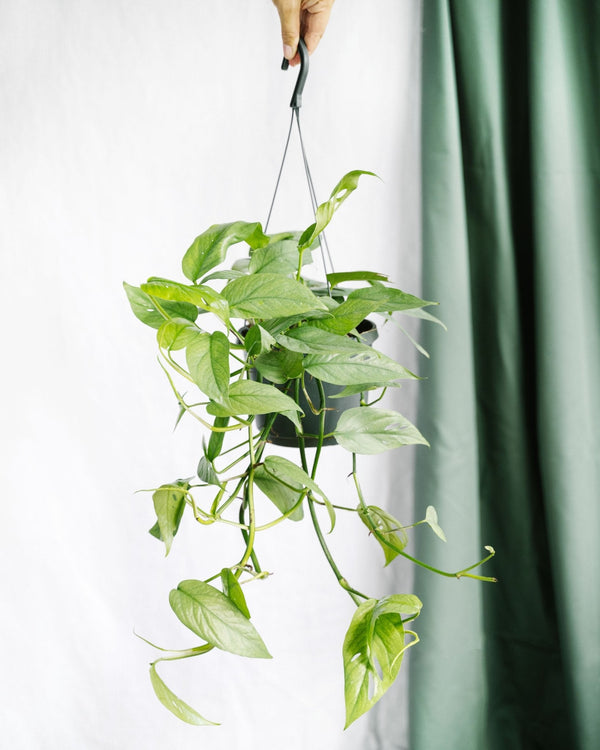 Livraison plante Epipremnum Cebu Blue