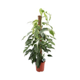 Livraison plante Epipremnum Pinnatum ‘Albo Variegata’