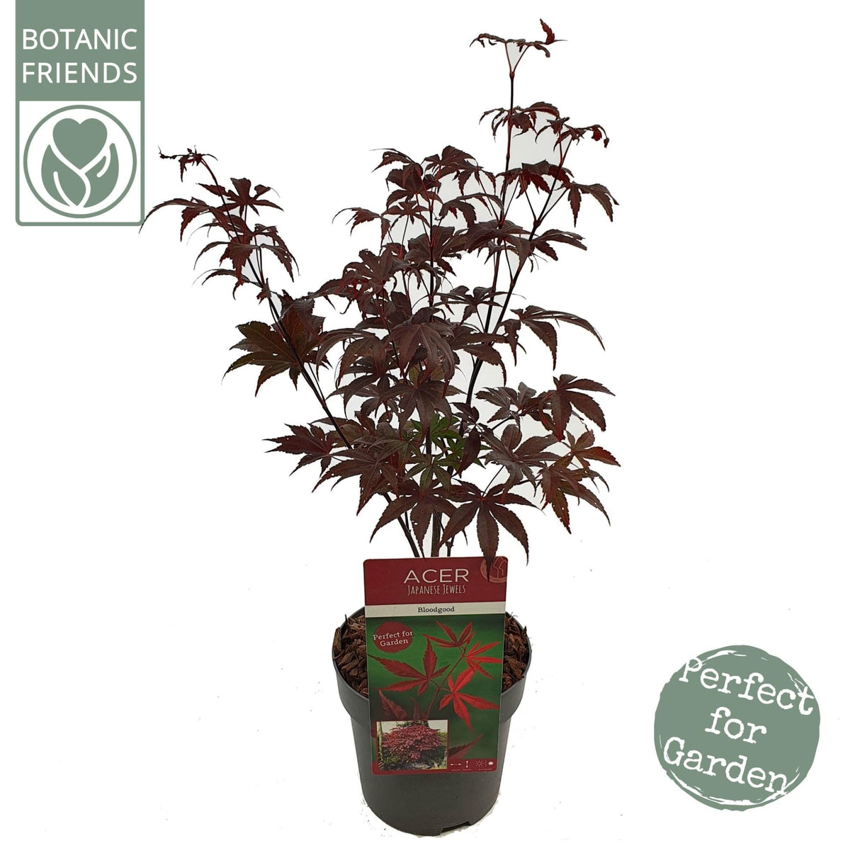 Livraison plante Erable du japon Acer Palm. 'Bloodgood' H50cm