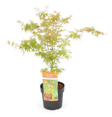 Livraison plante Erable du japon - Acer 'Wilson's Pink Dwarf' - ↨40cm - Ø19cm - extérieur