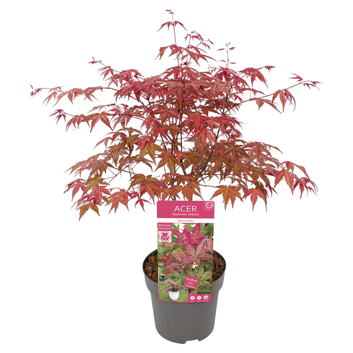 Livraison plante Erable du japon 'Beni - Macai' - ↨40cm - Ø19cm - plante d'extérieur